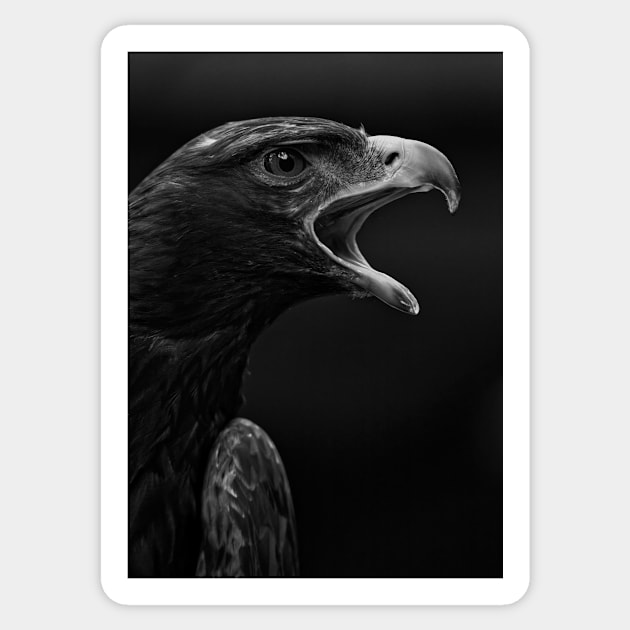 Golden Eagle Portrait Sticker by SHWILDLIFE